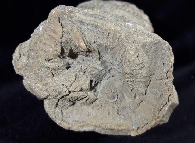 Hippurites (Vaccinites) cf. gosaviensis DOUVILLE 1891 - Bild © FossNet FossilienStore